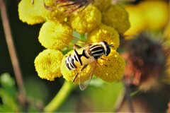 Helophilus latifrons