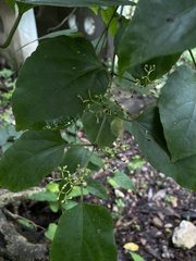 Cissus verticillata