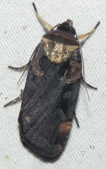 Pseudohermonassa bicarnea