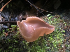 Phylloscypha phyllogena