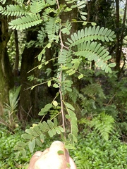 Tamarindus indica