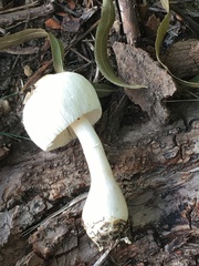 Agaricaceae