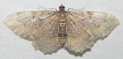 Rheumaptera meadii