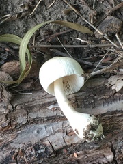 Agaricaceae