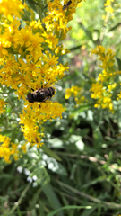 Eristalis dimidiata