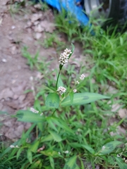 Persicaria maculosa