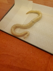 Eryx colubrinus loveridgei