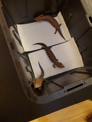 Tiliqua