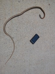 Salvadora lemniscata