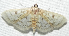 Herpetogramma thestealis