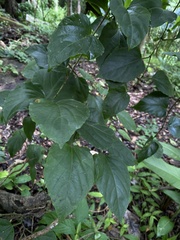Cissus verticillata