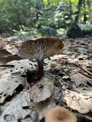 Craterellus fallax