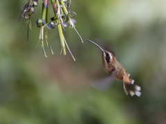 Phaethornis striigularis