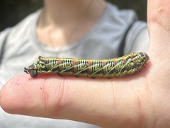 Eumorpha fasciatus