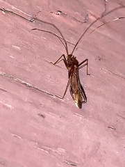 Paraxenetus guttulatus