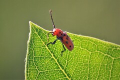 Tetraopes tetrophthalmus
