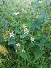 Hypericum virginicum