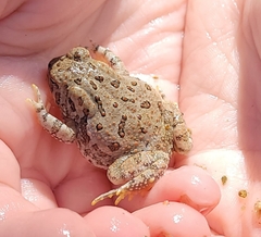 Anaxyrus fowleri