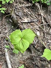 Trillium ovatum