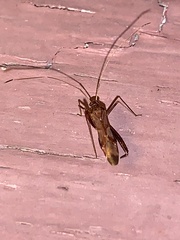 Paraxenetus guttulatus