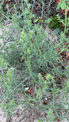 Salsola kali