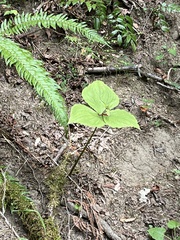 Trillium ovatum