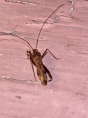 Paraxenetus guttulatus