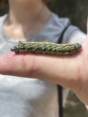 Eumorpha fasciatus