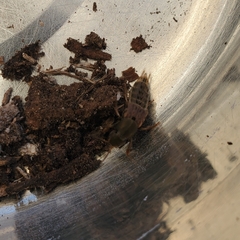 Platydracus maculosus