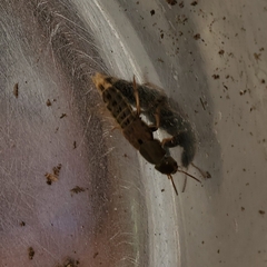 Platydracus maculosus