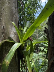Aechmea bracteata