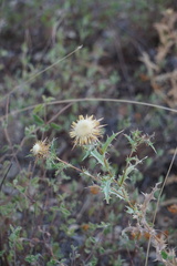 Carlina hispanica