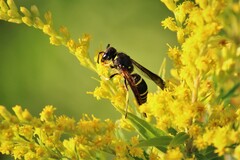 Ancistrocerus antilope