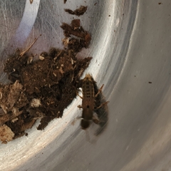 Platydracus maculosus