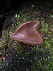 Phylloscypha phyllogena