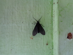 Lepidoptera