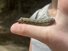 Eumorpha fasciatus