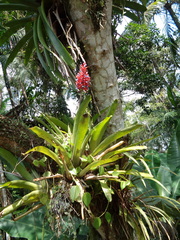 Aechmea organensis