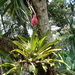Aechmea organensis - Photo (c) Elton Orlandin, some rights reserved (CC BY-NC), uploaded by Elton Orlandin