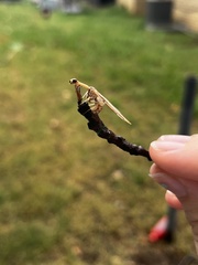 Dicromantispa interrupta