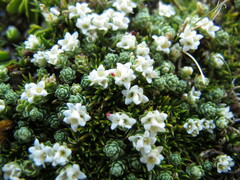 Kelleria paludosa