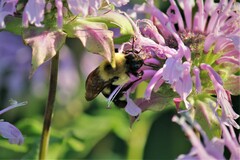 Bombus griseocollis