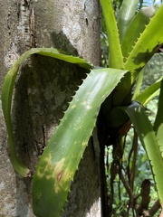 Aechmea bracteata