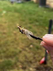 Dicromantispa interrupta