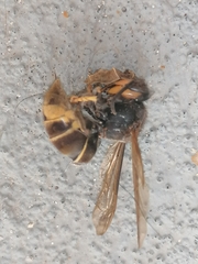 Vespa velutina nigrithorax