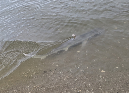 Bonnethead photographed in North Carolina