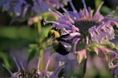 Bombus griseocollis