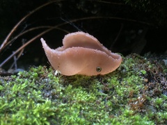 Phylloscypha phyllogena