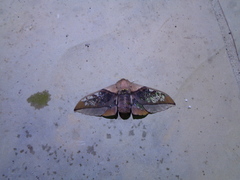 Neorcarnegia basirei