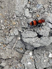 Dasymutilla occidentalis